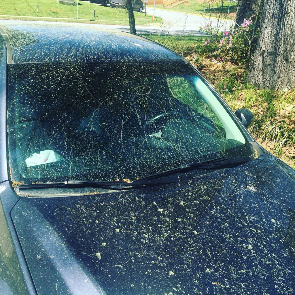 JayShef's tweet photo. I know how nature celebrated the #veto of #HB757. #plantsex #lotsofplantsex #hillbillyhumor #springingeorgia #pollen https://t.co/kqwvICk62L