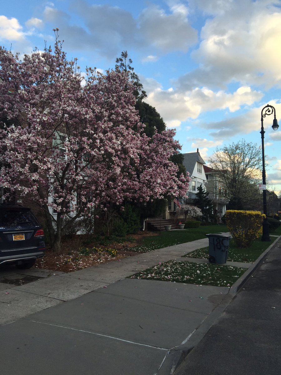 averelldamson's tweet photo. Blossoms! This may not be a damson tree but it's a sign of things to come... https://t.co/NLsWLKStnB
