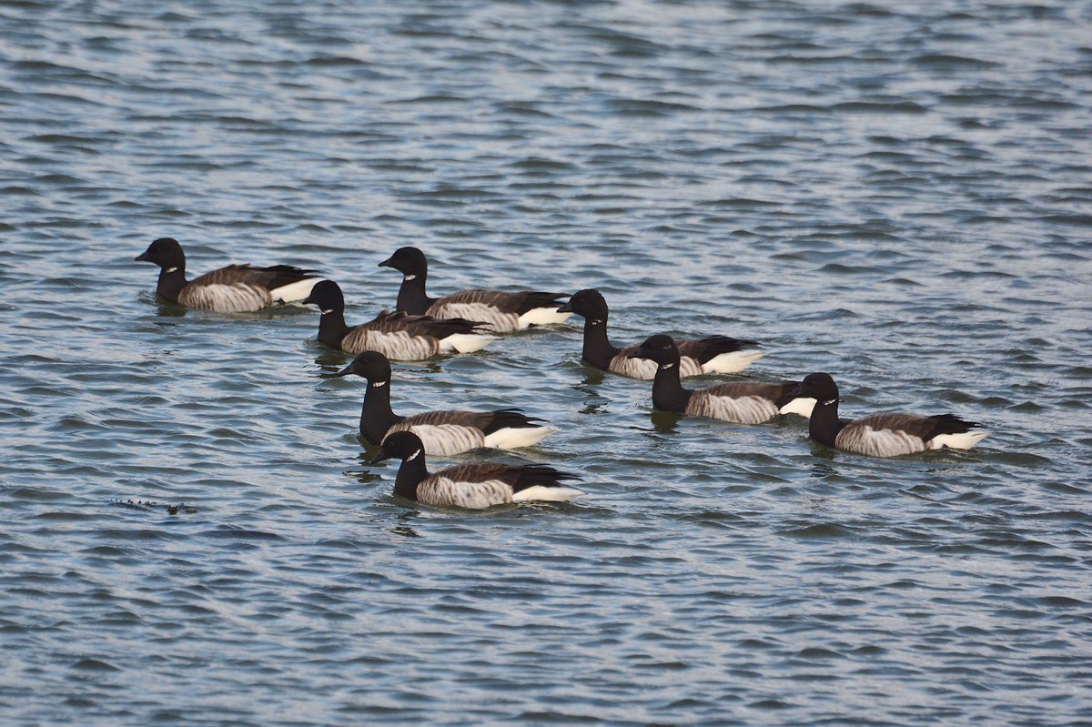 mogobriain's tweet photo. Flock of 31 #BrentGeese on #Dooniver beach #AchillIsland today including bird with predominantly pale head https://t.co/ss3i1KIiqp