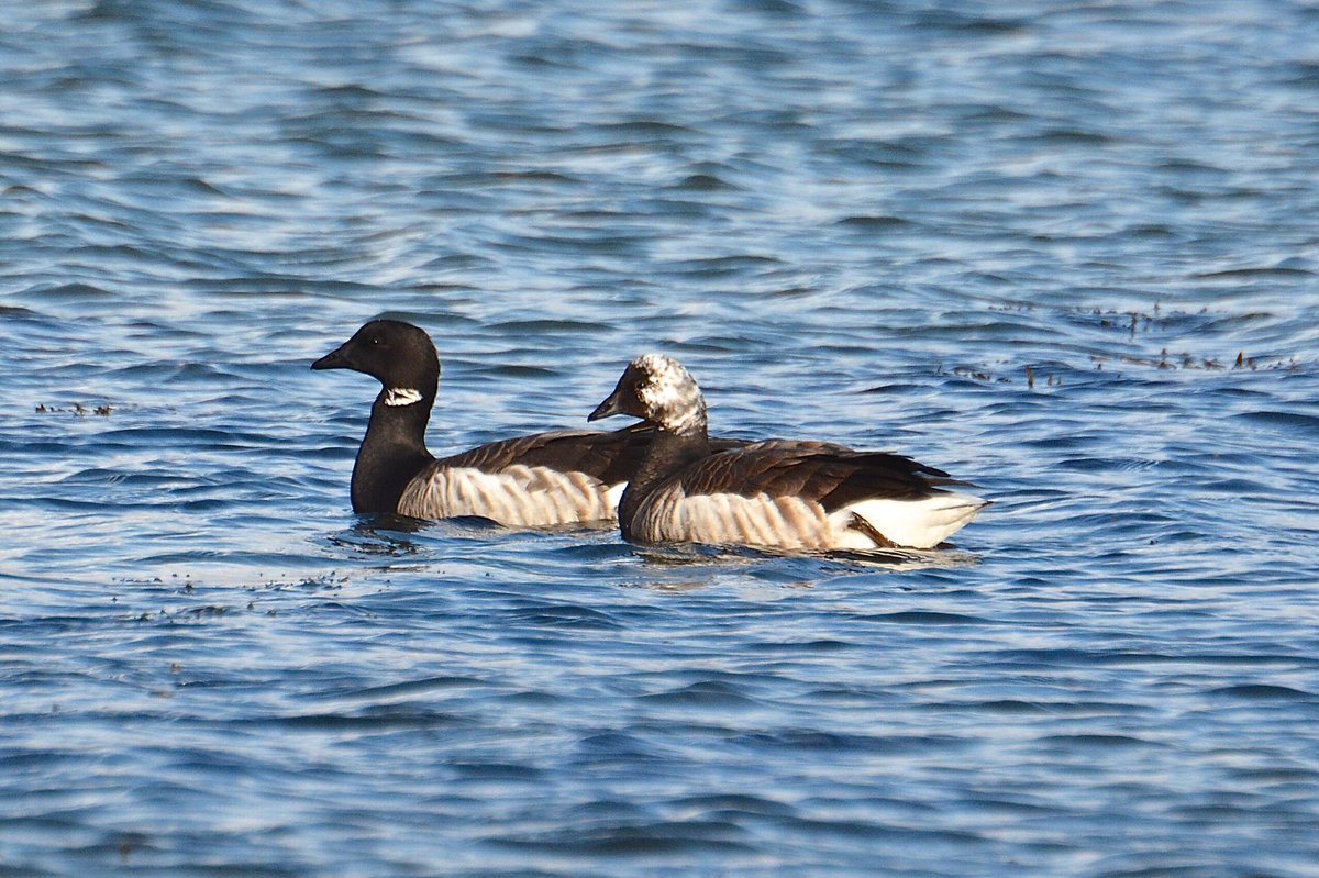 mogobriain's tweet photo. Flock of 31 #BrentGeese on #Dooniver beach #AchillIsland today including bird with predominantly pale head https://t.co/ss3i1KIiqp