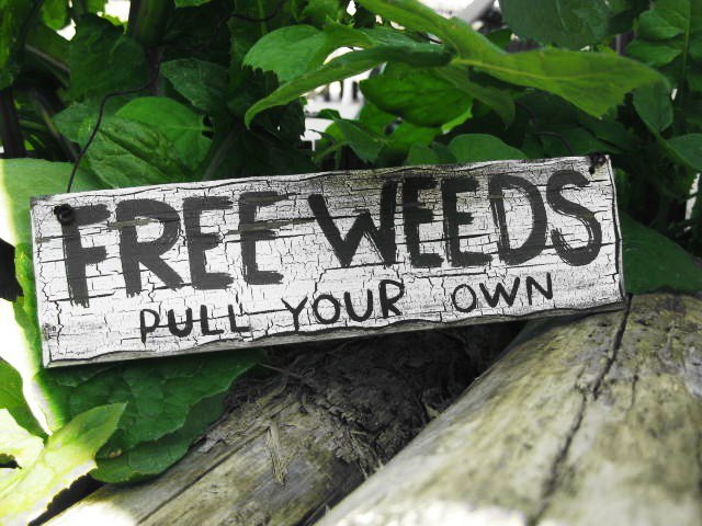 Stop weeds before they start! Apply Pro Trust Broadleaf Weed Control during March once the frost has passed