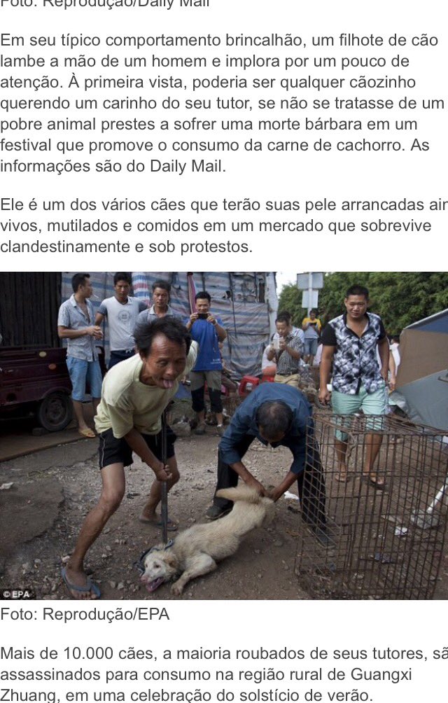 ABettymiami's tweet photo. RT “@Lailaball: Puppy begs 4 love B4 be killed &amp; eaten 💔😢🐶🐱 #stopeatingdogscats #StopYulinForever #iostocondaniza https://t.co/EZlca89SlE”