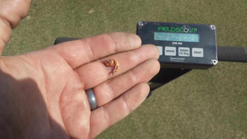 aaronGCSWF13's tweet photo. Can someone explain how I found these two little creatures on #3 green today???? @WildflowerGC https://t.co/h4kaXjZHtd