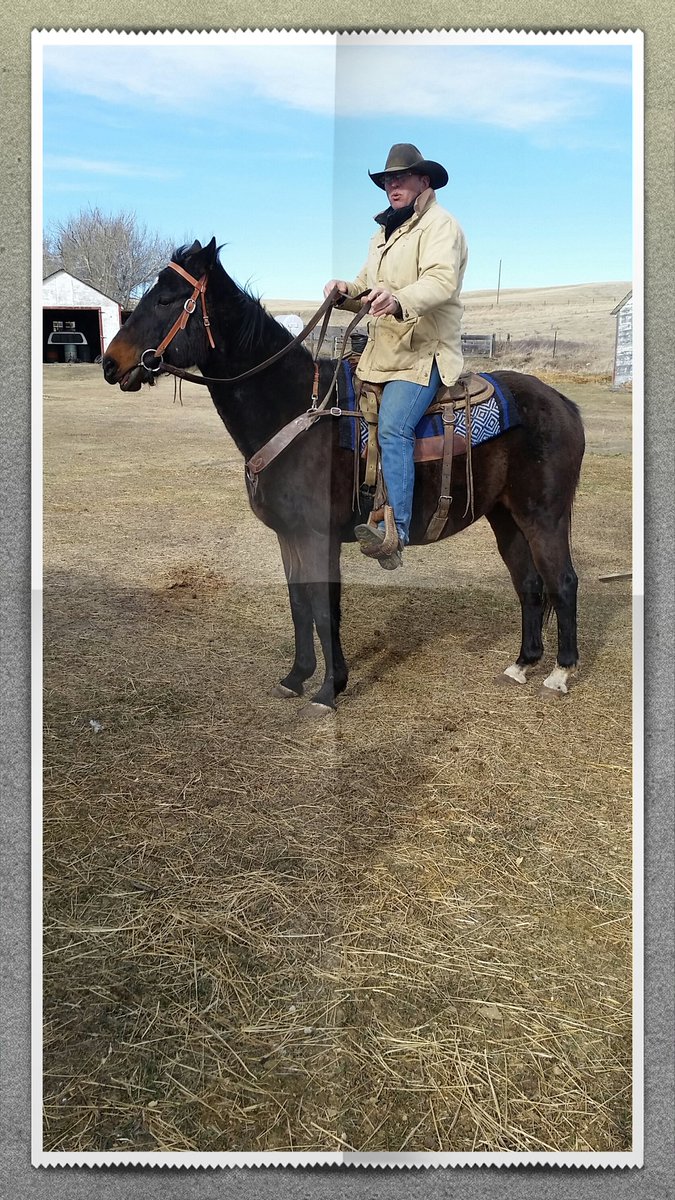 RidgeRescue's tweet photo. Buddy (l) &amp; Bo are broke to ride and drive. Both sweet seniors looking for #foreveromes .#ottb #endhorseslaughter https://t.co/bu89pqzGKr