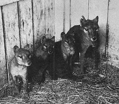 TetZoo's tweet photo. Unless you're a specialist/obsessive, there are lots of thylacine pics you won't have seen before... #marsupials https://t.co/CQxV4yQJ3o