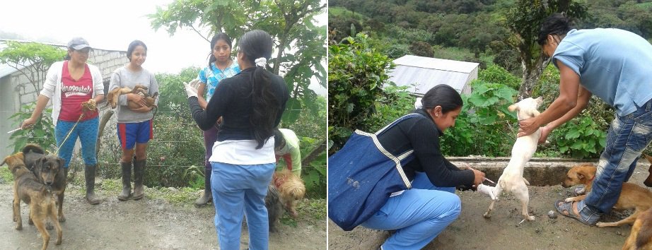 Salud_Loja's tweet photo. #ElOro: 19 Unidades de salud del #Distrito07D03 inmunizaron 4.406 canes y 508 felinos con vacuna antirrábica https://t.co/UNeROWpFsl