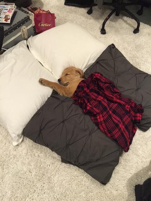 AwwPost's tweet photo. me as a dog owner https://t.co/srgh3fN0rH