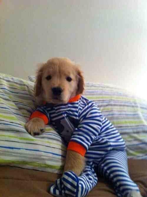 AwwPost's tweet photo. me as a dog owner https://t.co/srgh3fN0rH