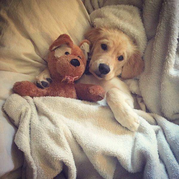 AwwPost's tweet photo. me as a dog owner https://t.co/srgh3fN0rH