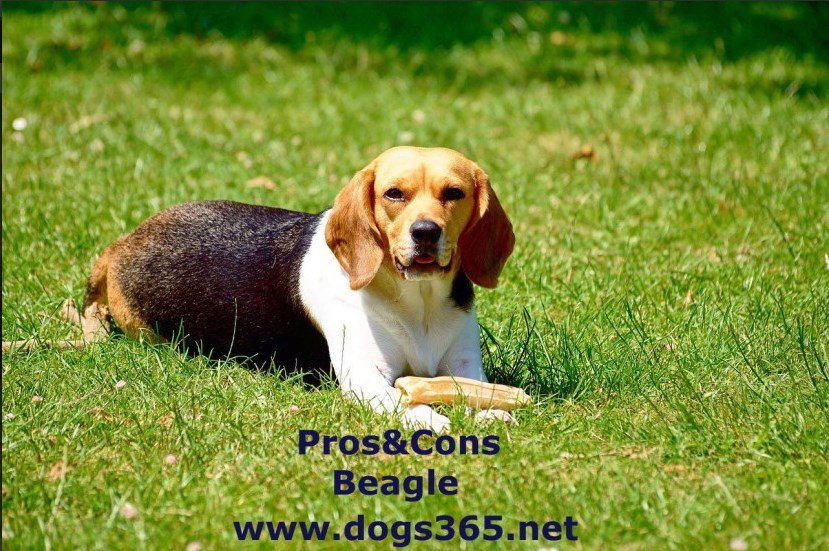 MagazineDog's tweet photo. Pros and cons in getting a beagle https://t.co/WqggPqCMCc https://t.co/ii3sOzTDcs #dog #puppy #dogs #dogsoftwitter https://t.co/04Kcq1bn1q