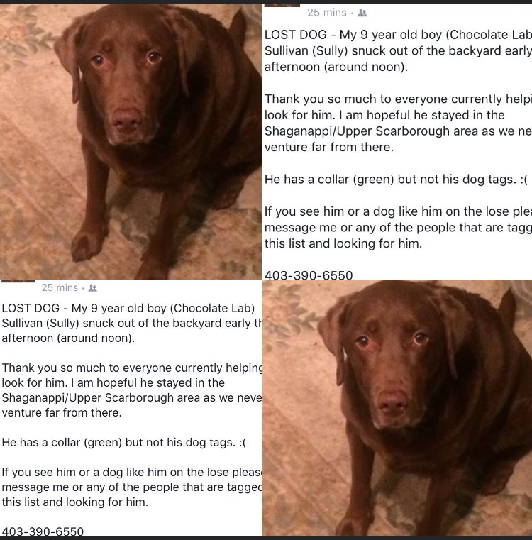 lost dog scarborough