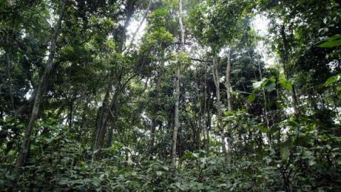 Mbote_C's tweet photo. #CongoVert : Le projet Forêt et Diversification économique au #Congo en bonne voie https://t.co/F4XrZc7sgk #Team242 https://t.co/wn3Bas16eH