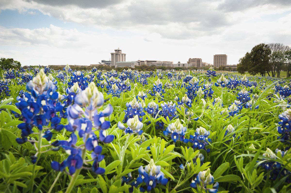 TAMU's tweet photo. It's spring in Aggieland! https://t.co/ajaeSdnbQc