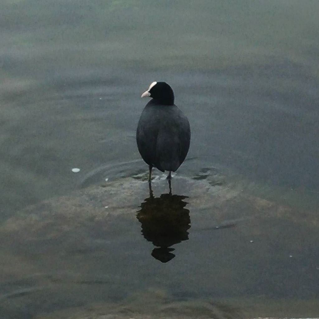 bobalsor's tweet photo. Fulica atra #fulica #fulicaatra #viverone #viveronelake #nature #piemonte #natura #fauna #… https://t.co/WqwBgbT8Qc https://t.co/V3mQZpTRlf