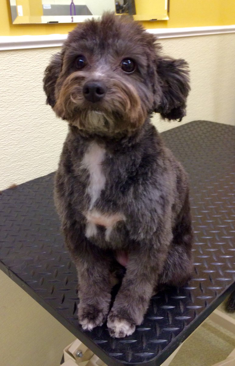 RubyandJacks's tweet image. Jemimah loves her new spring haircut from Ruby &amp;amp; Jack's groomer Kent!