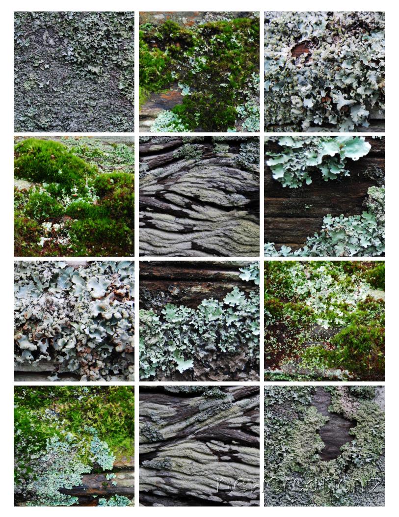 newcreationz's tweet photo. Moss and lichen #photography art print by NewCreatioNZ https://t.co/4uiNXSDgnG #BestofEtsy
#DiggRetweets #newzealand https://t.co/thQ3KJP0Vy