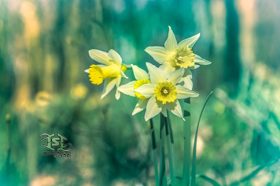 thirionstephane's tweet photo. Stéphane Thirion : Daffodil in forest / Jonquille en forêt https://t.co/6q1oxVzNnc https://t.co/jHBsMOgbcG https://t.co/xd2GqFccfg