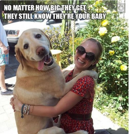 funnydog123's tweet photo. Love me !
Dog funny Videos Playlist 2016 - https://t.co/6grxe0afHq

#dog #puppy #dogs #puppies #doglovers #puppylove https://t.co/B4K3AYFaPc