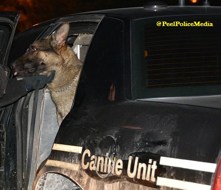 PeelPolice's tweet photo. K-9 officer searching for lone suspect after delivery man gets robbed on Esplanade Rd in Brampton. no injuries. https://t.co/K2gwZYHt9o