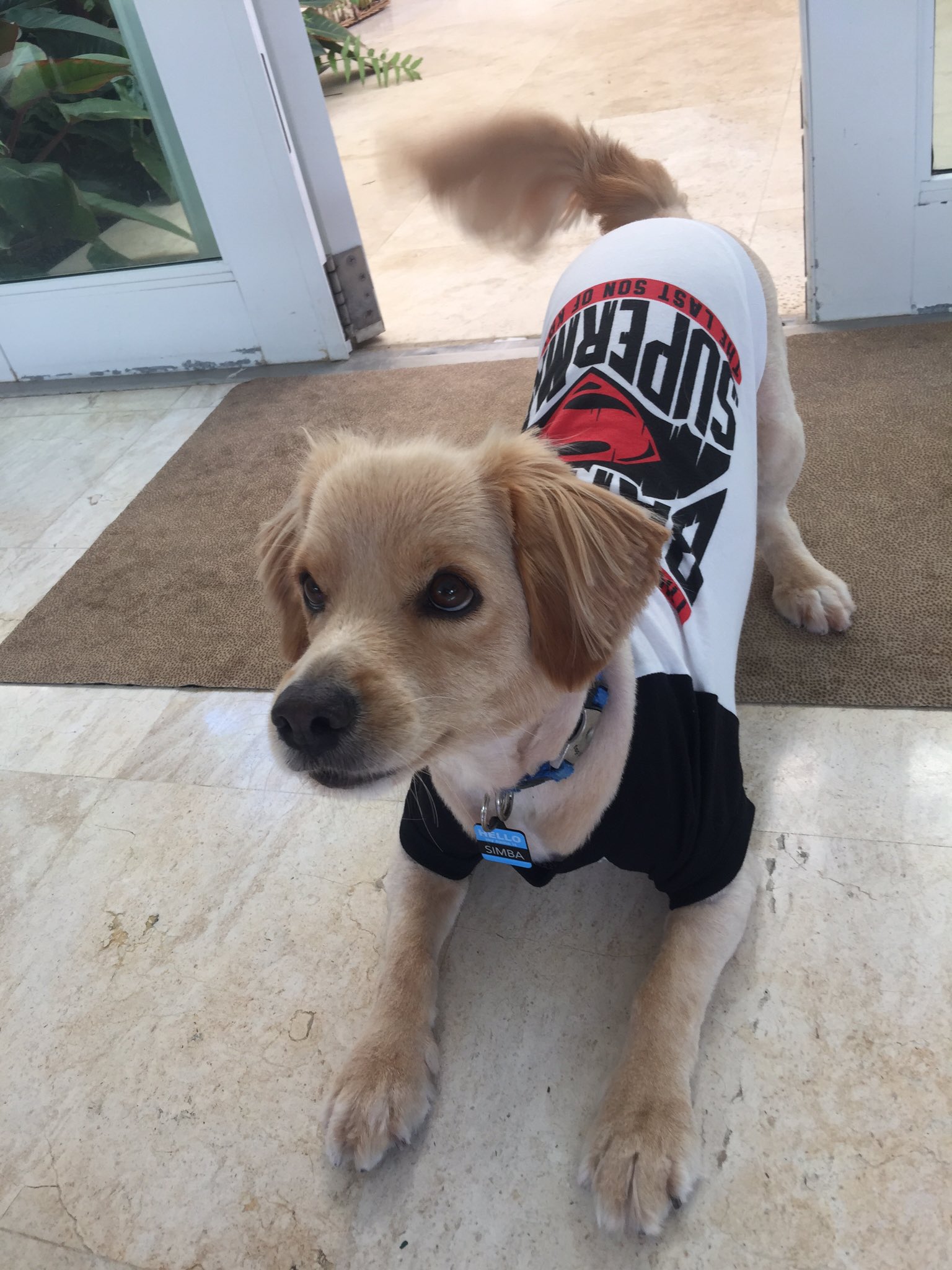 Daniel El Travieso on Twitter 