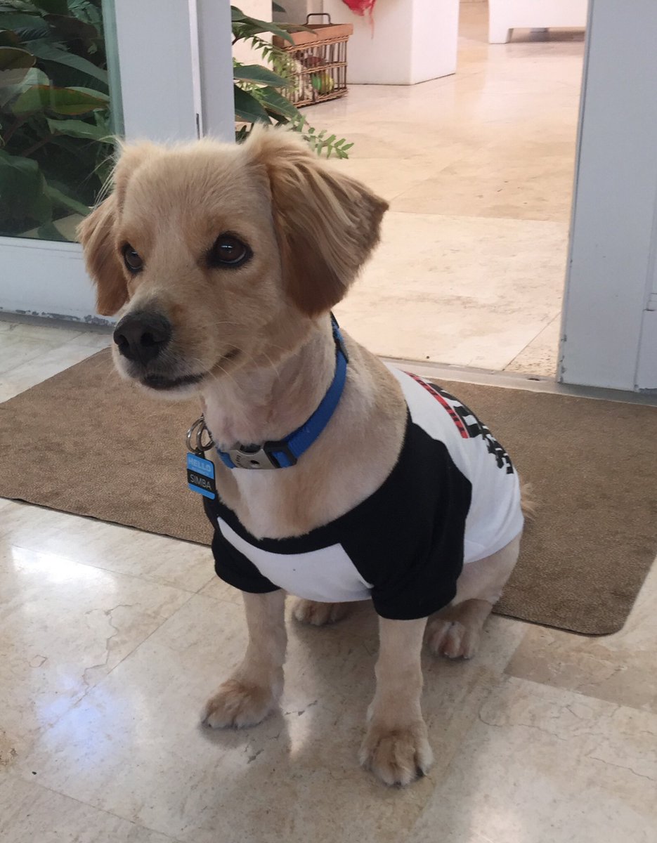 Daniel El Travieso on Twitter 