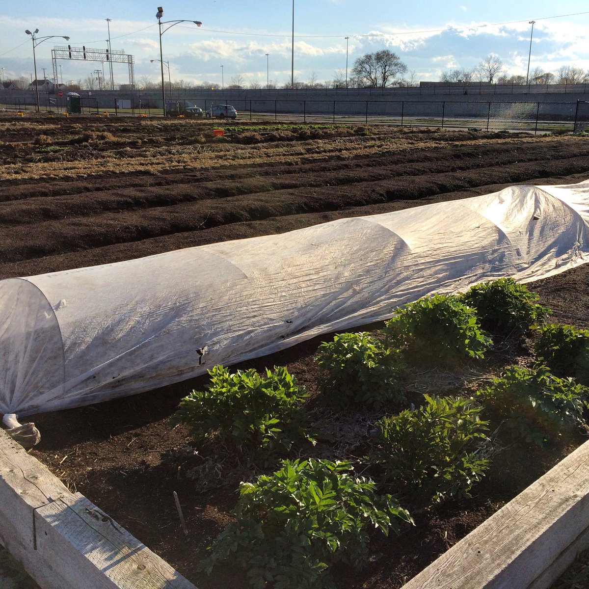 PLANTEDChicago's tweet photo. 1st seeds of the season & the #angelica is looking super fine! #tinymiracles #rowcover #keepwarm #plantedchicago https://t.co/w7V2Qz01jF
