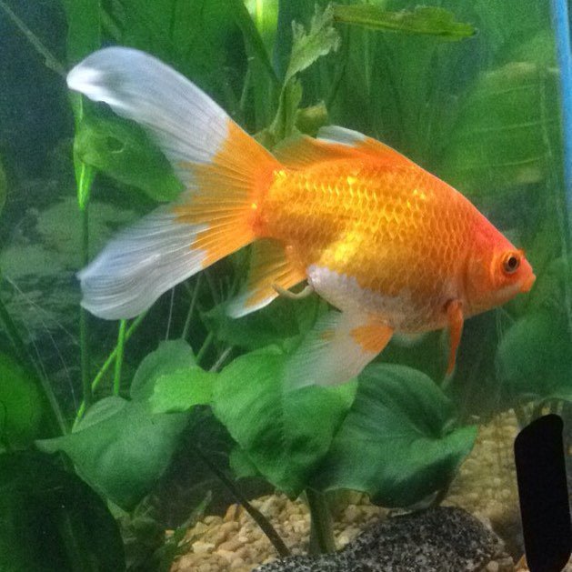 Akvaristan's tweet photo. #akvaristan #aquarium #akvaryum #aquarien Sierra 😊😎 #fish #fishjunkie #fishunion #fishofinstagram #goldies #goldfis… https://t.co/qdJG74QUc6