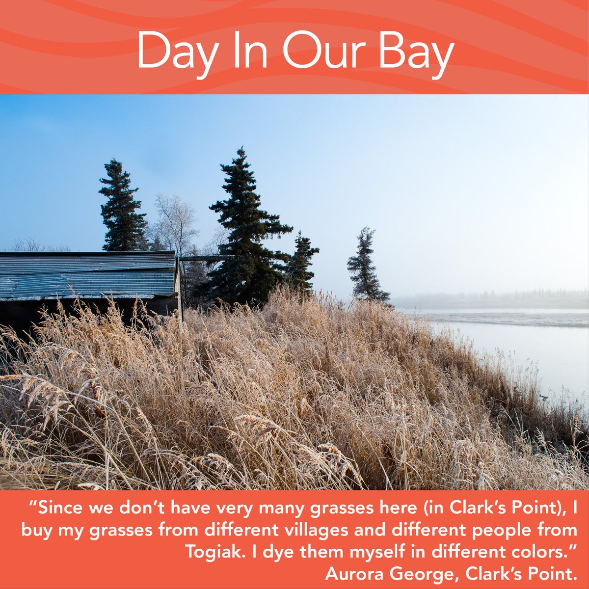 DayInOurBay's tweet photo. RT @BristolBayToday:#MotivationMonday “I buy my grasses from different villages and different people from #Togiak.” https://t.co/f3TLRnTHB1