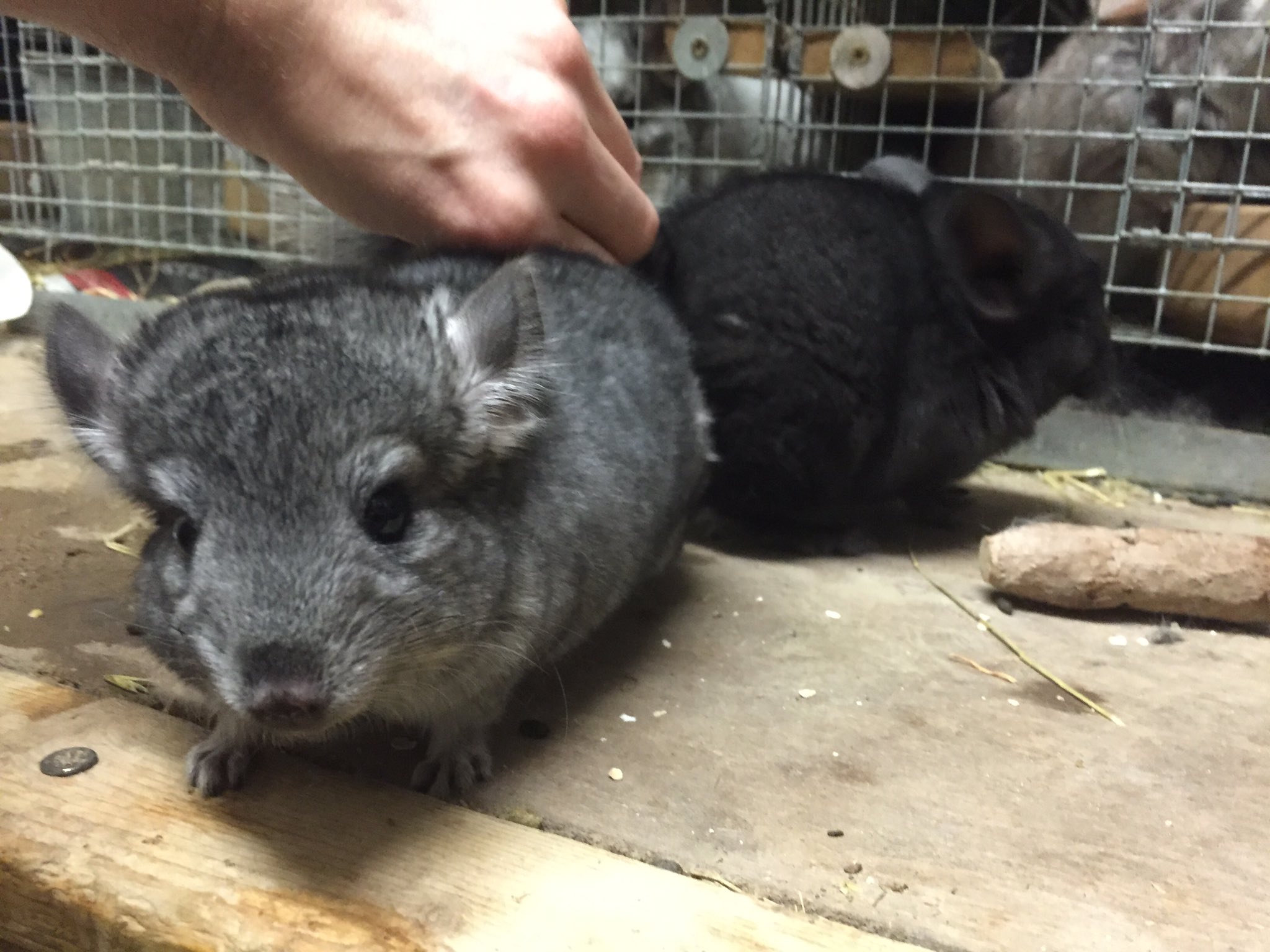 greenwood chinchillas