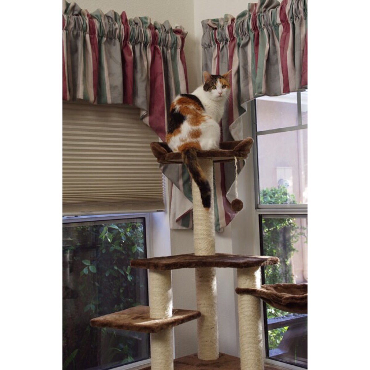 GingerHobbes's tweet photo. She thinks she's all High and Mighty😼
#SpokesMeowdelMonday #KittyMansions #Chloe #BraveClub #HighAndMighty https://t.co/Rbc2bQ0Vtl