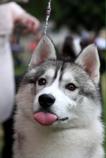 hello
here is a dog