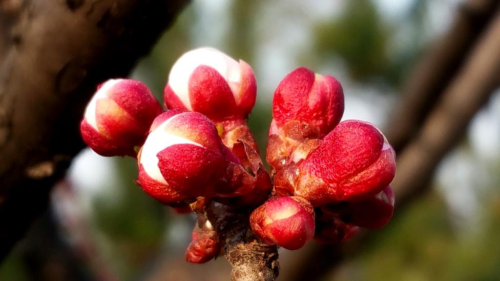 #꽃 
살구꽃이 피기전
(20160328/경기) 
살구꽃이 피려구 인사하는것이 넘 아름다웠지요 존하루 멋진날들 되세요 ~~^^

바이올린 소나타 '봄' - 베토벤' youtu.be/0V_mAuu3l8w