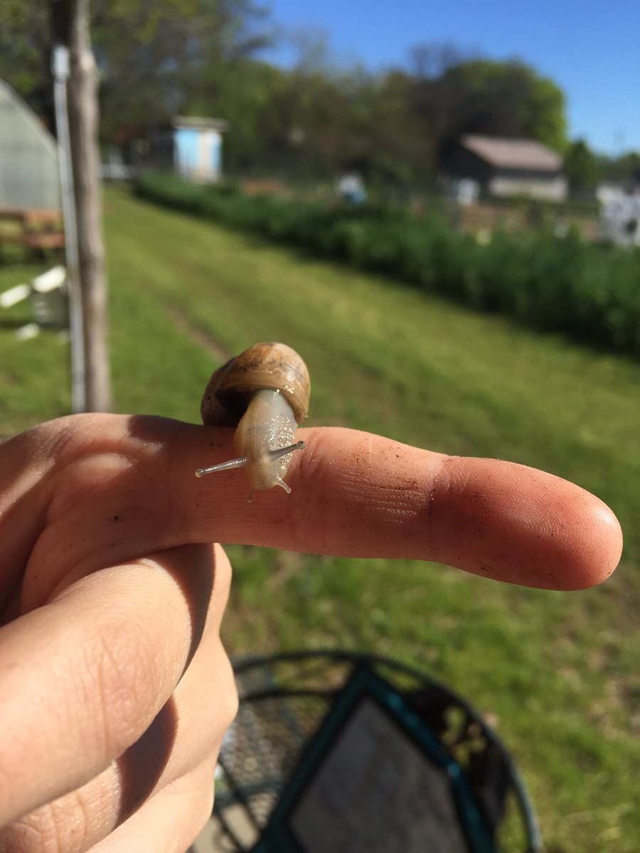 MAB_Dallas2's tweet photo. Met some new friends in the garden today 🐌 #snailedit https://t.co/5zmWYI5Xqe