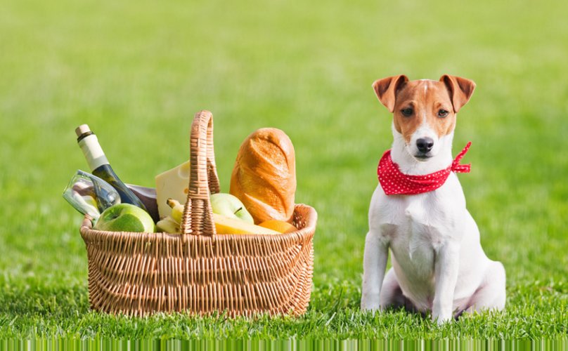 BarkPost's tweet photo. 14 Essentials For A Perfect Picnic With Your Dog
https://t.co/JDHR3ss90A https://t.co/Xpq1MGubOv