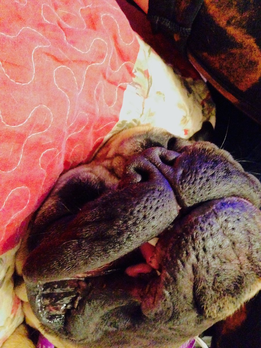 20PointP's tweet photo. #dog life https://t.co/q6fMbt03mP