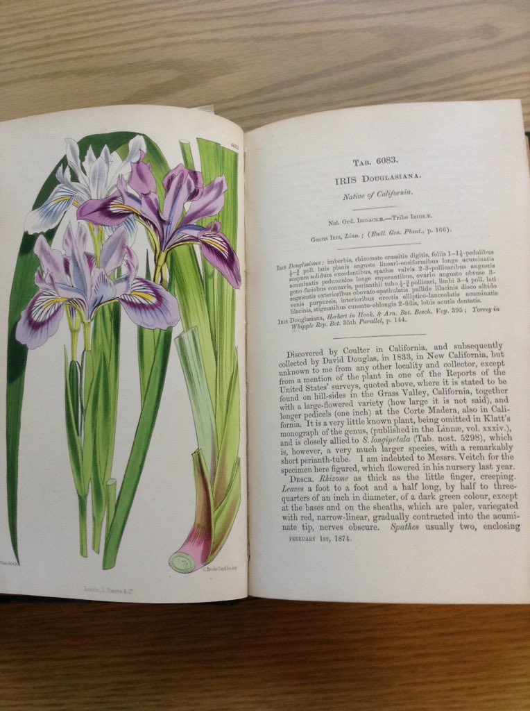 CABotanicGarden's tweet photo. A glimpse into one of our vintage copies of Curtis's Botanical Magazine: Iris douglasiana! https://t.co/iHHaxclN0o