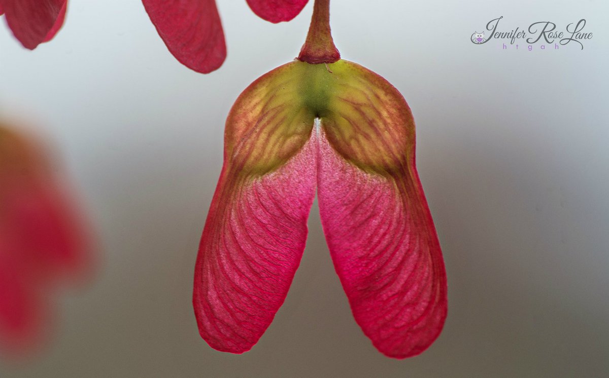 Jens_Starry_Sky's tweet image. #MapleSeeds ^_^ #MacroPhotography #Macro #CloseUp #MapleTree #Tree #Seeds #Nature #Spring #Weather #Seasons #WV