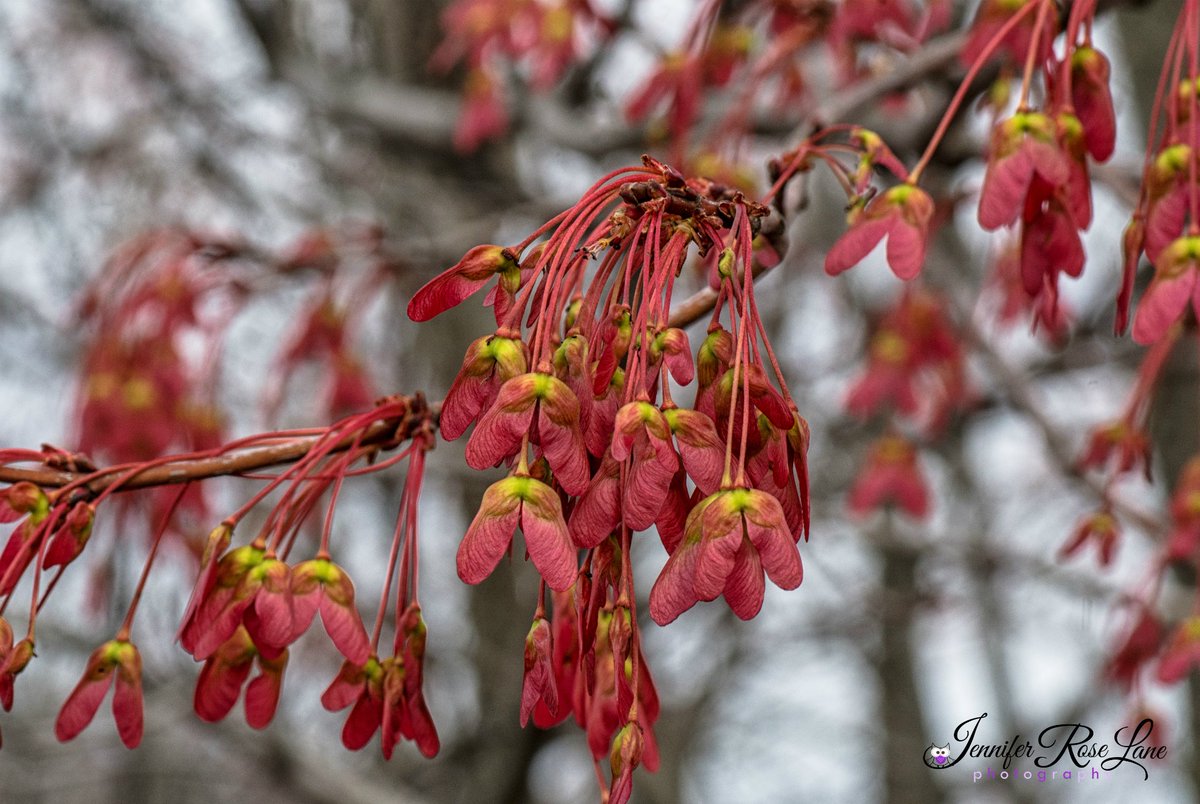 Jens_Starry_Sky's tweet image. Some pretty #MapleSeeds ^_^ #Seeds #MapleTree #Nature #Spring #Weather #Seasons #NaturePix #Photography #Pix #WV