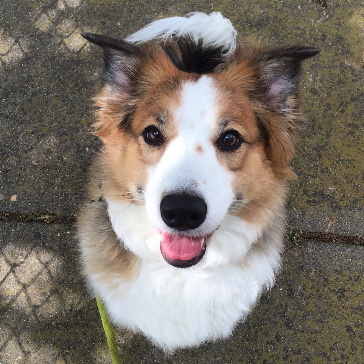 PeacefulPetsSac's tweet photo. Welcome Sophie!
#sacramento #petsitter #dogwalker #dogsitter #dogs #pets #petcare https://t.co/dznFP9hU1O