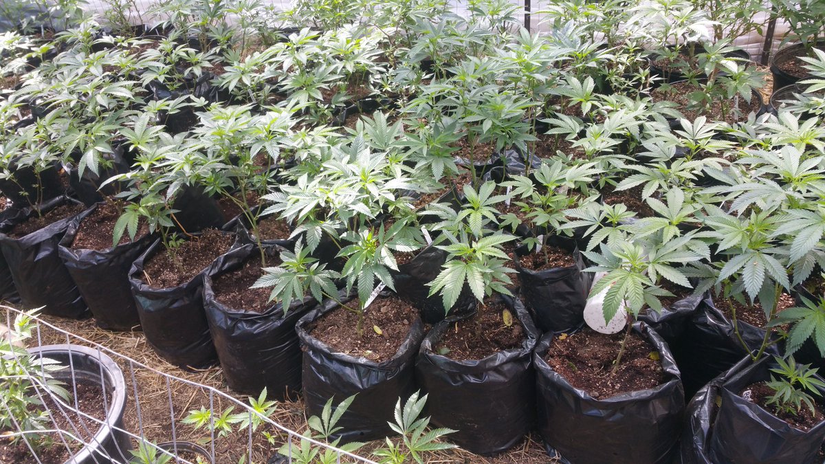 GoodHerbPodcast's tweet photo. #Cherrycheeks707.com I'll ket the girls say hello https://t.co/wAGVU6CKZg