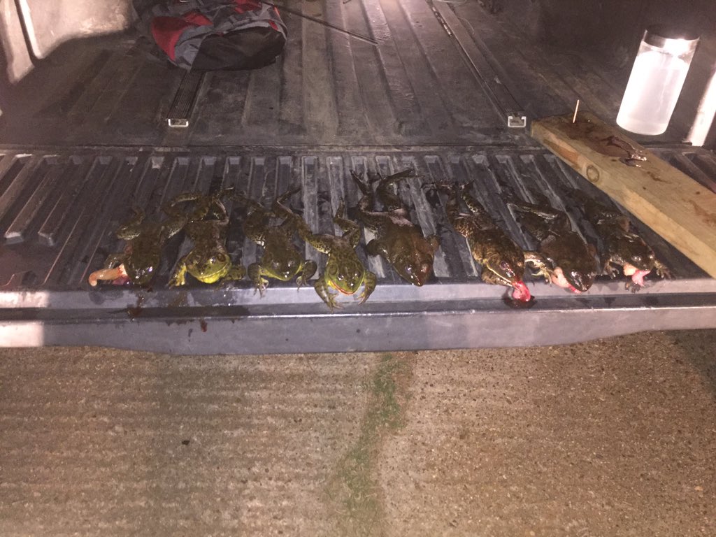 BrooksDaleRobey's tweet photo. Figured out these bullfrogs like flukes today with the boys #FrogFishin #Frigs @calebwilson1023 @bradenrobey22 https://t.co/083mgR9WEI