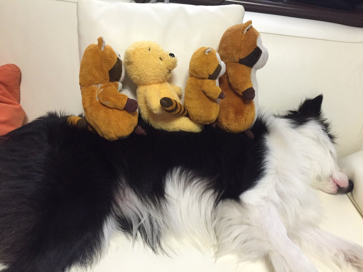 rascalmagic1's tweet image. ポッポーポッポーシュッポーシュッポー、シュツポーシュッポーシュッポッポ