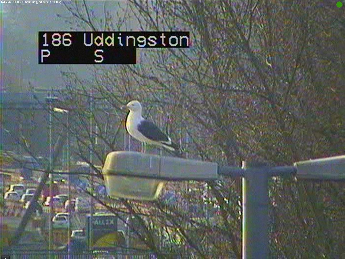 trafficscotland's tweet photo. Has Steven the Seagull lost his way?? Just spotted him on the #M74!!!
#ConfusedBird #GetBackToM8 ๐ฆ https://t.co/7JQycbi8Qj