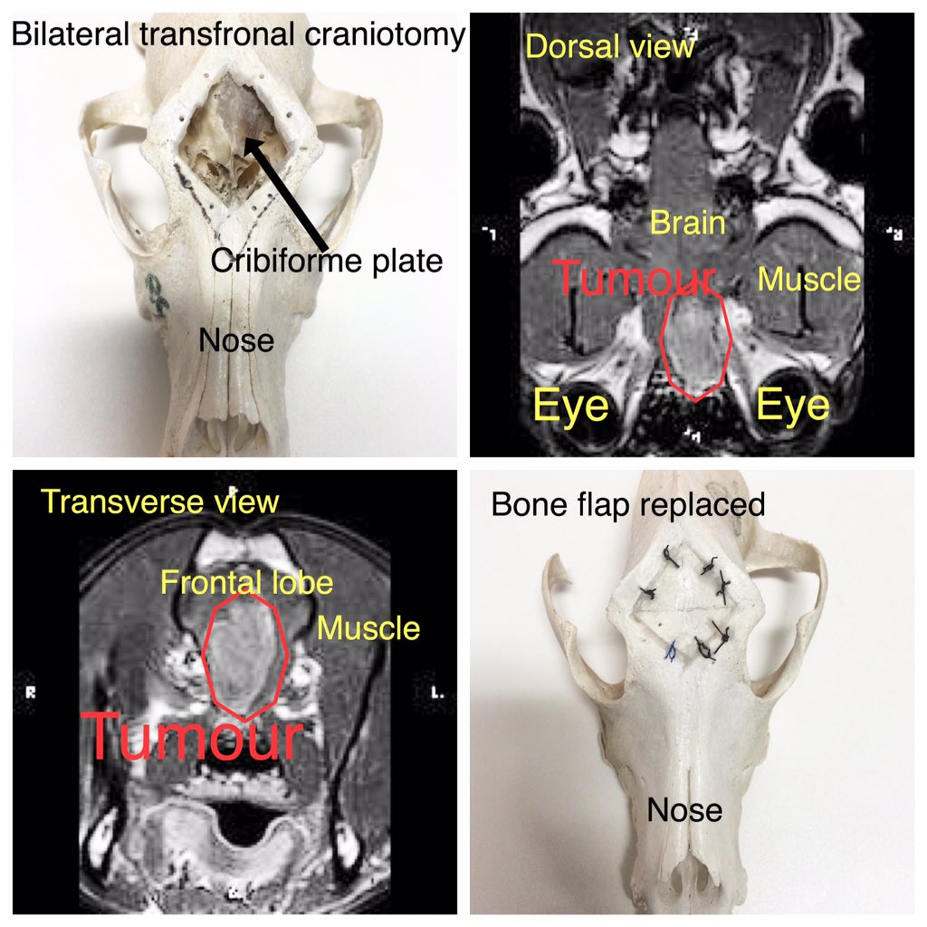 aneNeuro's tweet photo. Bilateral #transfrontal #craniotomy for #frontallobe and #olfactorylobe in #dogs with #braintumour https://t.co/DaoJ89CExa