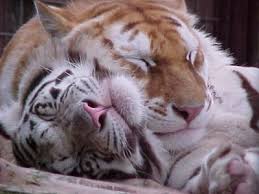 Ces beau l 'amour