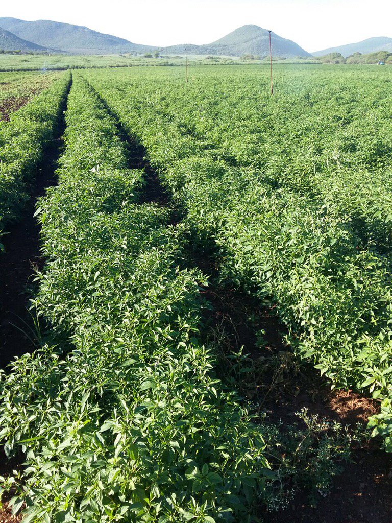HoekSeedlings's tweet photo. Fury - #Chillies doing great. #Sakata #SakataSeed #ChilliFarming #Seedlings #HoekSeedlings #Pongola https://t.co/WZpwX0ip04