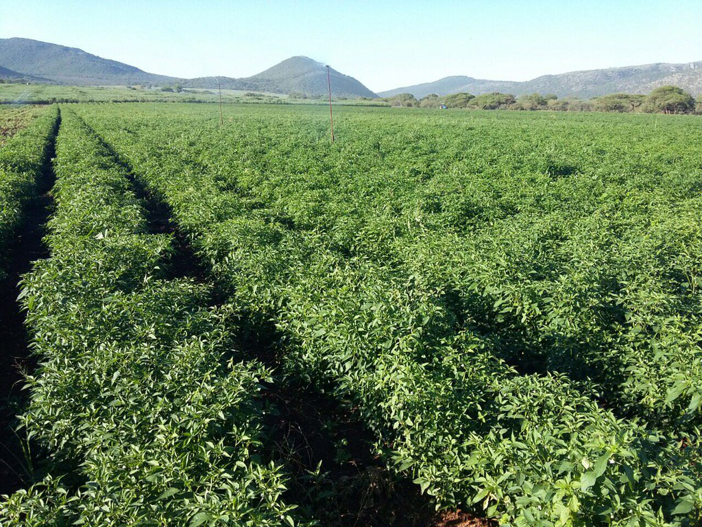 HoekSeedlings's tweet photo. Fury - #Chillies doing great. #Sakata #SakataSeed #ChilliFarming #Seedlings #HoekSeedlings #Pongola https://t.co/WZpwX0ip04
