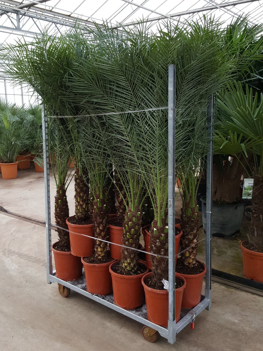 Heboplant BV. tweet media