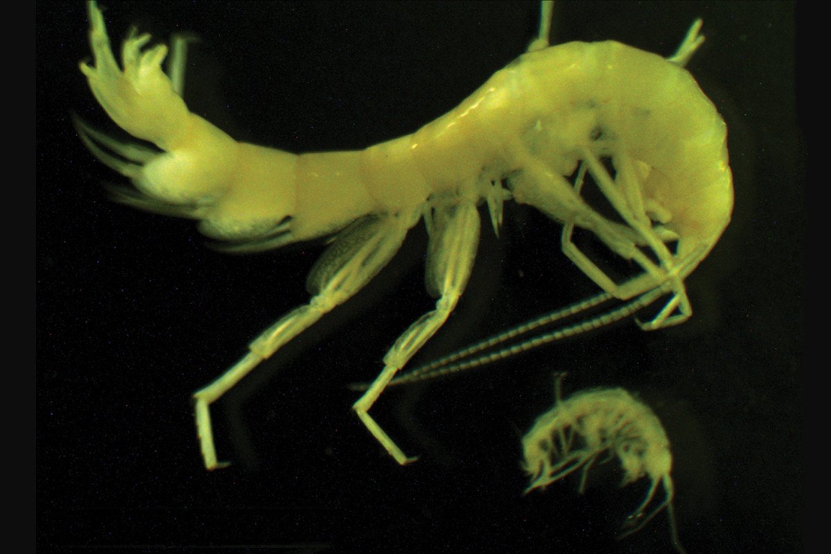 newscientist's tweet photo. This shrimp is eyeless, but can sense light. And it can survive frozen in ice https://t.co/d9KpvPdcyi https://t.co/mWqeAT9wTv