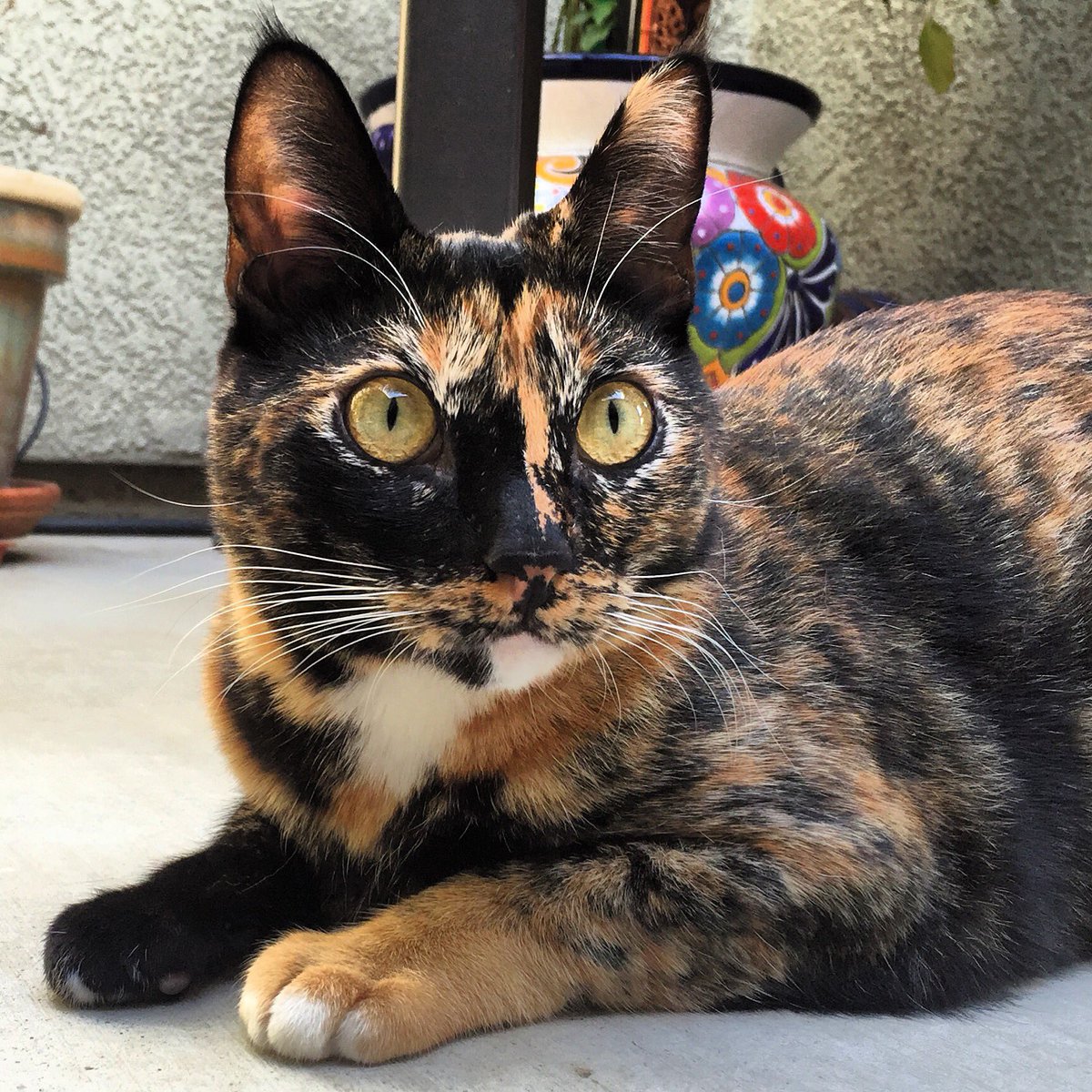 PeacefulPetsSac's tweet photo. Trouble the cat 😻 #sacramento #petsitter #catsitter #petcare #cats #pets https://t.co/3udnfmXDfm